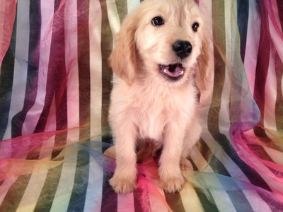 Goldendoodle puppy for sale #12 Male Ready December 2012|Great Deals on Flights into Philadelphia PA or Newark NJ